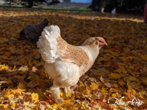 Buff Laced Brahma hen