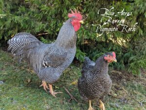 Barred Plymouth Rock rooster and hen.